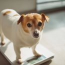 미래동물의료센터 이미지