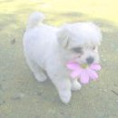 북청물장수 이미지