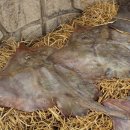 영산포홍어 이미지