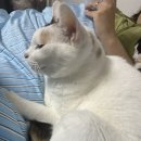 효동침구