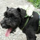 청순하개 이미지