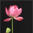 수원-0709 Daum카페