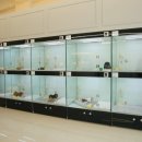 306 퍼피 이미지