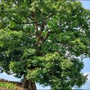 산내면 중황마을 이미지