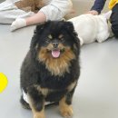 용호유치원 | 부산강아지유치원 추천! 옐레드 부산용호점 후기
