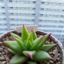 신나는 아코디언 이미지