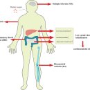 문치연 궁금증 'high fat diet'가 만성염증의 주범이라는 논문들이 폐기되는 시점은? 이미지