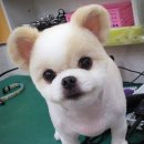 D&C 그루밍 샵 이미지