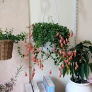 (유)디자인칸 | [순천 꽃집 추천] 예쁜 화분이 가득한 꽃집, 24시간 픽업 가능한 무인 꽃집 '플로르봄' 방문 후기