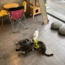 고양이무마취미용 고무미 이미지