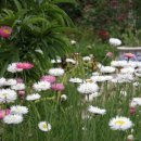 로단테(Rhodanthe) 이미지