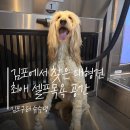 슈슈댕 | 슈슈댕김포 대형견셀프목욕 이용후기, 김포 대형견목욕 한방에 해결