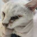 아라동물병원아라메디칼