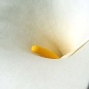 칼라 이미지
