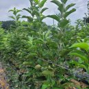 성보골드 이미지