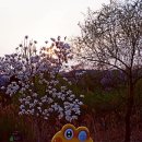 나오미님의 영전에 올립니다. - 사진영상 [0403'26] 꽃동산 나오미 영전에 이미지