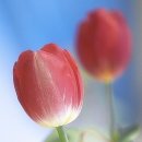 영서화환