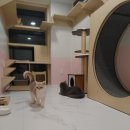 댕냥이살롱 이미지