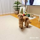 강아지야 | 슬개골탈구 예방하려면? 퍼핑 강아지매트 3개월 사용 후기