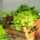 (네이버플러스전용) 유러피안 샐러드 1kg 7,810원 무료배송 이미지