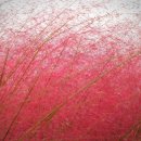 낙동강관리본부 대저생태공원 4 이미지