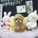 미니펫 강아지분양 고양이분양 강남점 이미지