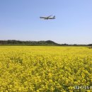 하늘6(유채밭) 이미지