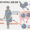 신종인플루엔자 A(H1N1) 사례연구 그룹보고서[십장생조] 이미지