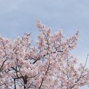 (주)엘지화학오송공장(물류동) | 청주 근교 드라이브 오송 호수공원 벚꽃 현황 및 주차 정보
