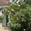 대학당약국 | ☕️카페 | 대구 ‘서로의달’ 감성카페 방문 후기(5월23일 개화현황🌸🌷🌹🌻🌼)