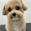 뽀그리독 이미지