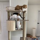 캣라운지 이미지