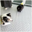 벤지애견 이미지