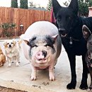 멍멍스토리 이미지