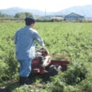 인진쑥농장 이미지