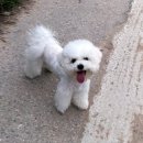 비숑프리제 강아지를 찾습니다. 세종시 장군면 금암리 경찰일보 부근에서 실종!! 이미지