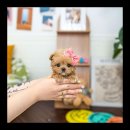 유앤미펫 강아지분양 고양이분양 용인점 이미지