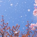 봄바람