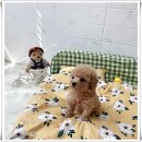 마마스미독 강아지분양 인천점 이미지