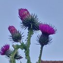 행복한하루 이미지