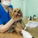 대형동물병원 이미지