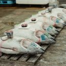 참치전문점 명장 이미지