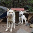 어울림편백펜션 이미지