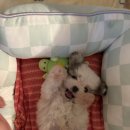 아기애견 이미지