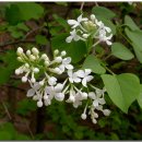 수수꽃다리 이미지