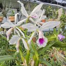 Cattleya labiata semi-alba × sib 이미지