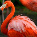플라밍고 이미지