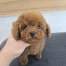 탬스켄넬 이미지