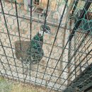 염소꿈농원 이미지