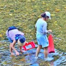 다슬기 반딧불이 이미지